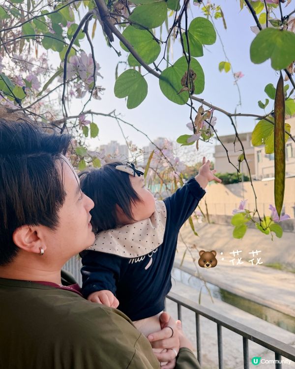 🌸 賞宮粉羊蹄甲！兆康站旁花海😍