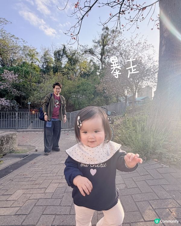 🌸 賞宮粉羊蹄甲！兆康站旁花海😍