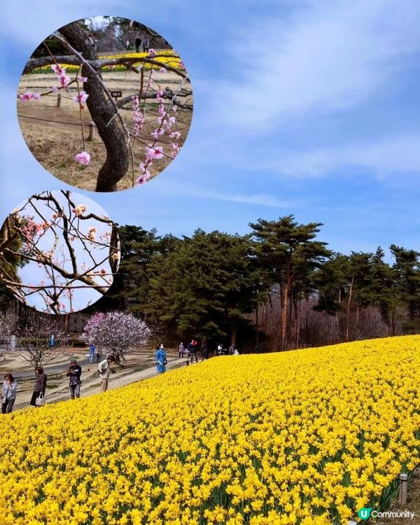 春日茨城賞花海！🌸🌊