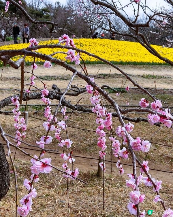 春日茨城賞花海！🌸🌊
