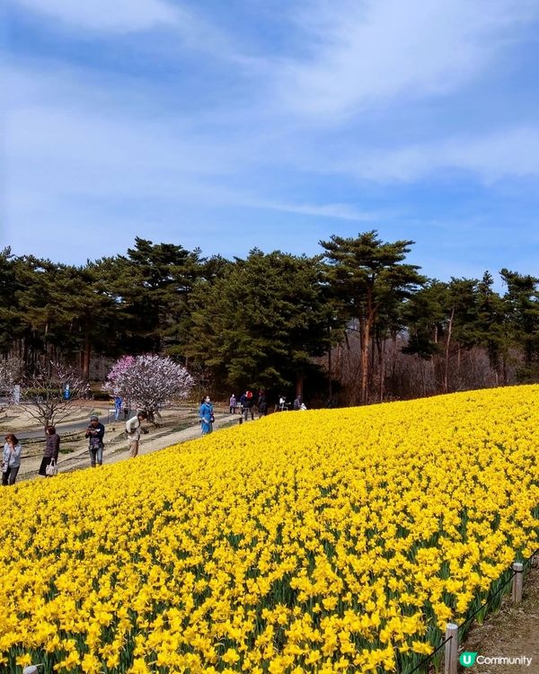 春日茨城賞花海！🌸🌊