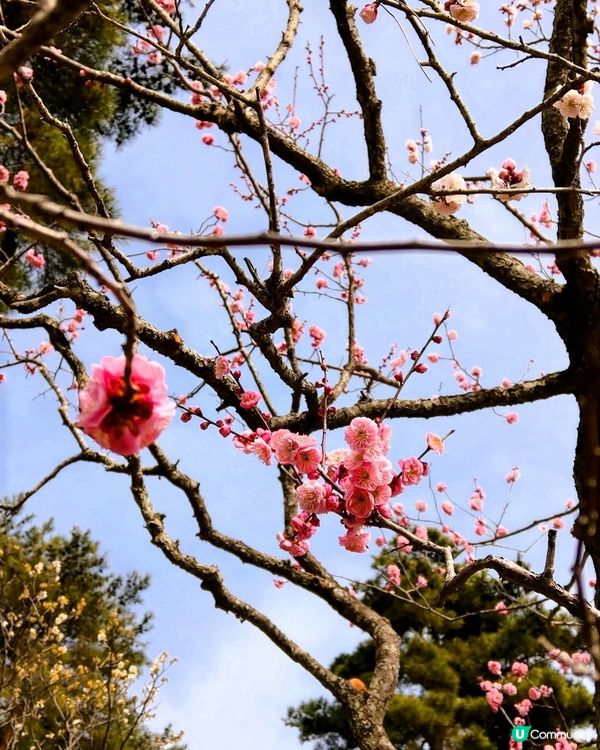 春日茨城賞花海！🌸🌊