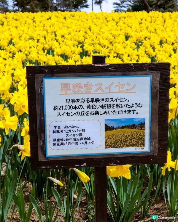 春日茨城賞花海！🌸🌊