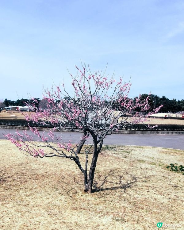 春日茨城賞花海！🌸🌊