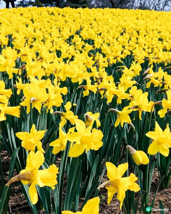 春日茨城賞花海！🌸🌊