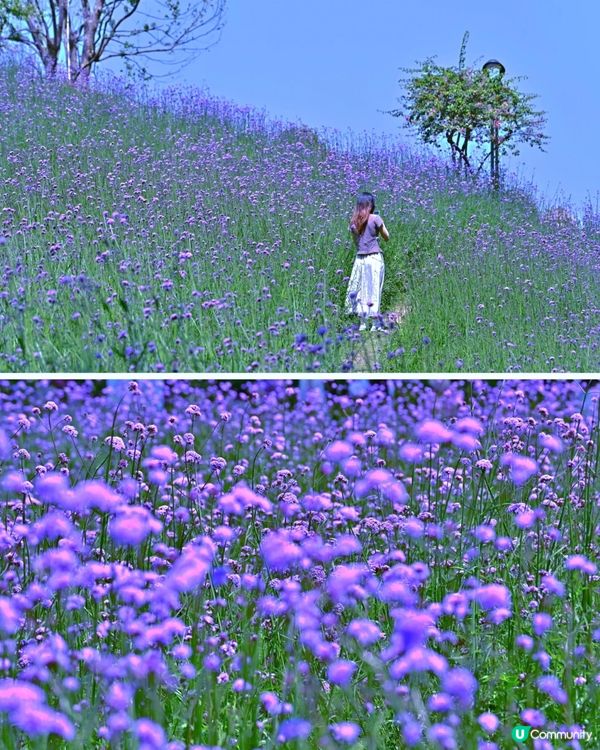 山花爛漫！平靚正深圳打卡公園 📸🌳