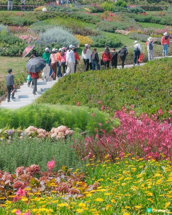 山花爛漫！平靚正深圳打卡公園 📸🌳