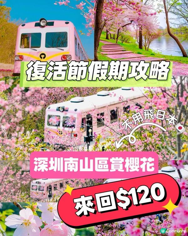 🌸深圳賞櫻花🌸