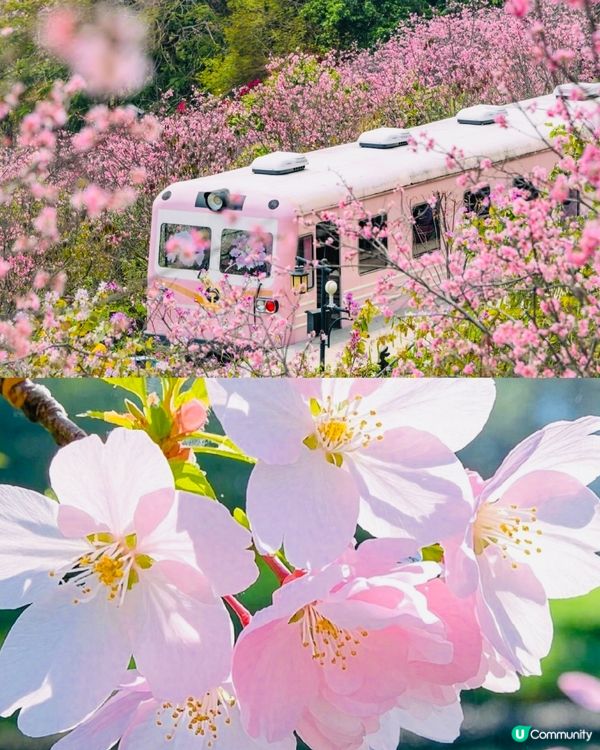 🌸深圳賞櫻花🌸