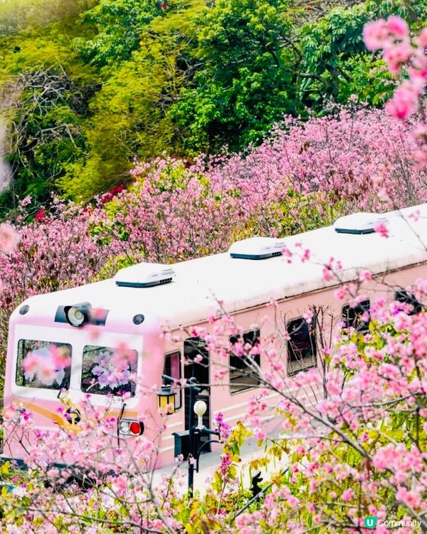 🌸深圳賞櫻花🌸