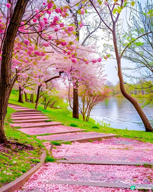 🌸深圳賞櫻花🌸