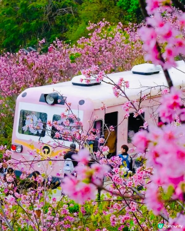 🌸深圳賞櫻花🌸