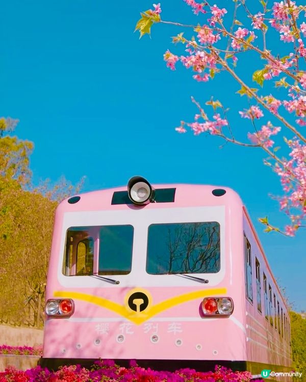 🌸深圳賞櫻花🌸