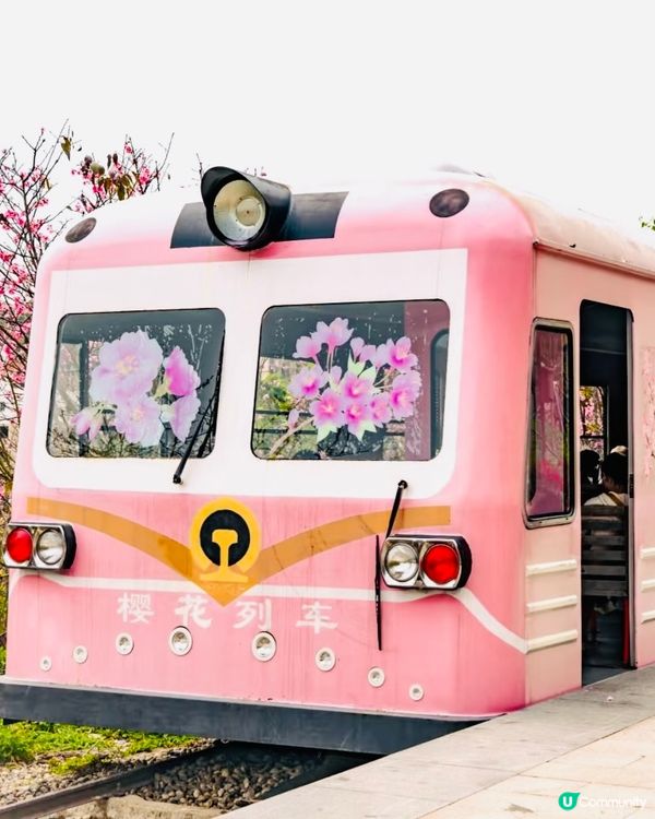 🌸深圳賞櫻花🌸