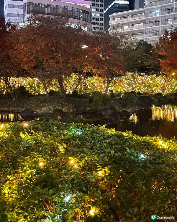 浪漫六本木秋楓夜 🍁📸