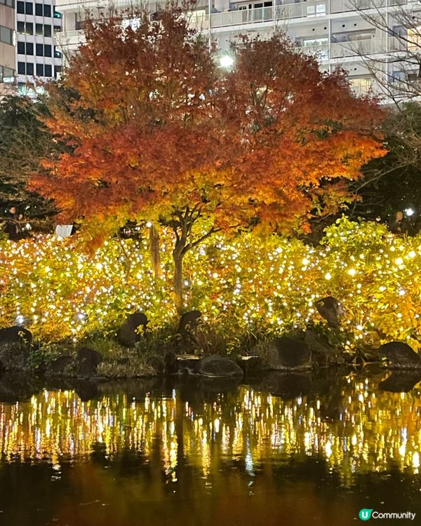 浪漫六本木秋楓夜 🍁📸