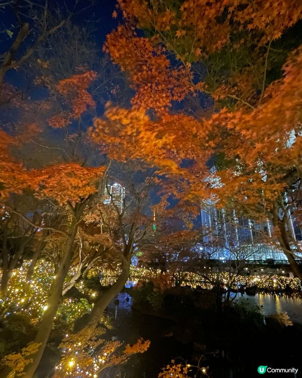 浪漫六本木秋楓夜 🍁📸