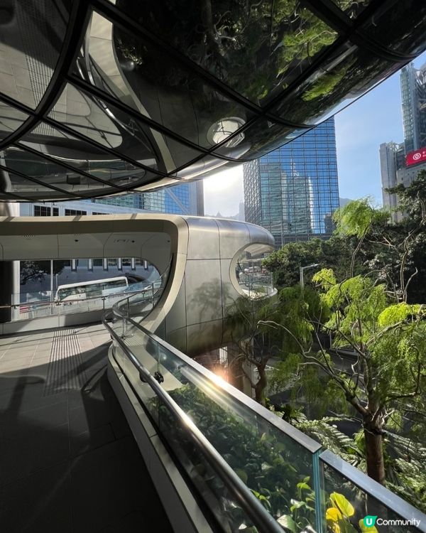 中環新地標🤩呢朵洋紫荊真係驚豔咗我！🌺