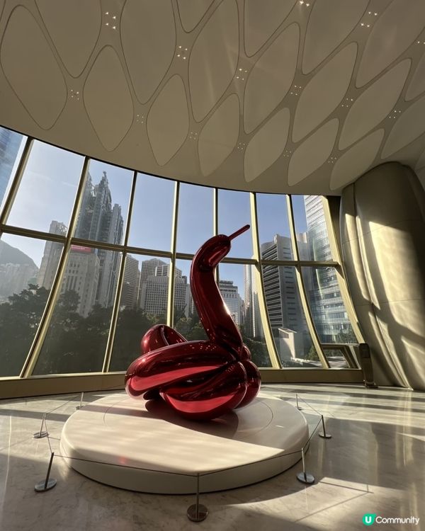 中環新地標🤩呢朵洋紫荊真係驚豔咗我！🌺