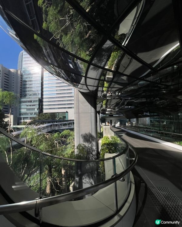 中環新地標🤩呢朵洋紫荊真係驚豔咗我！🌺