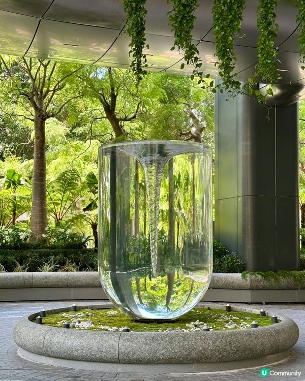 中環新地標🤩呢朵洋紫荊真係驚豔咗我！🌺