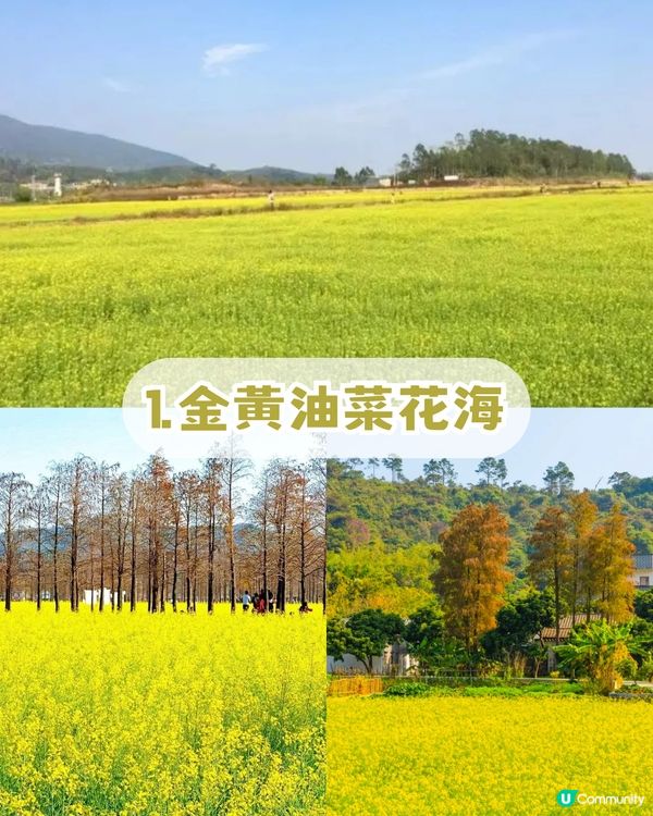 珠海隱世秘境生態園! 復古火車/草地露營/ 摘士多啤梨