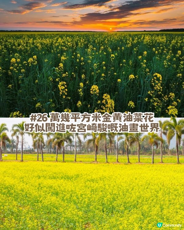 珠海隱世秘境生態園! 復古火車/草地露營/ 摘士多啤梨