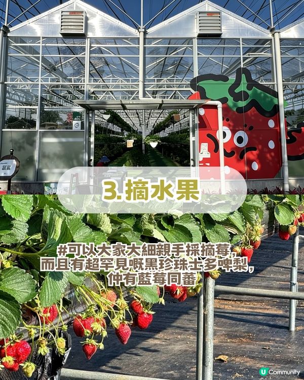 珠海隱世秘境生態園! 復古火車/草地露營/ 摘士多啤梨