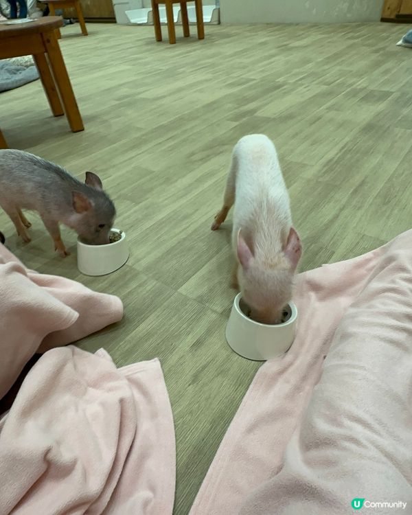 北海道親子之旅第六日