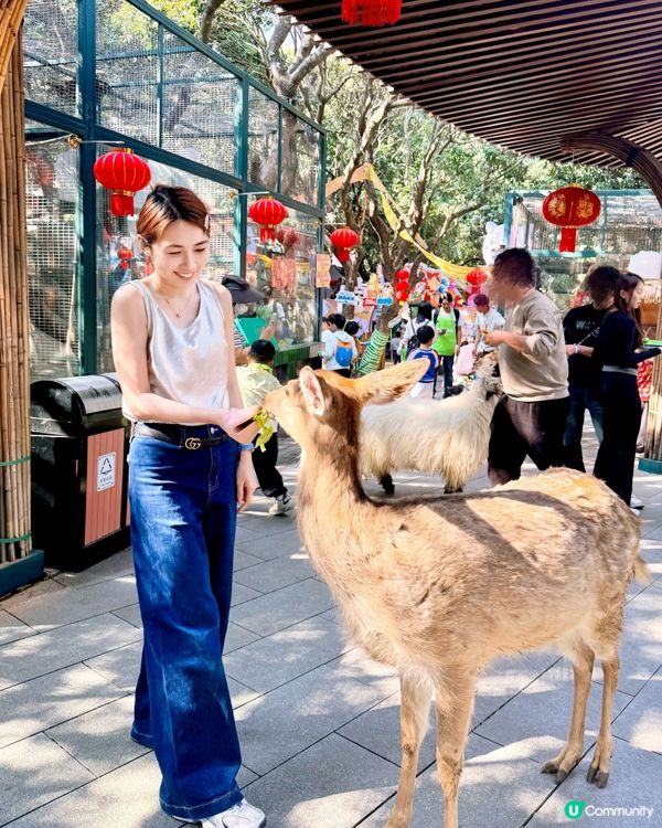 生日去深圳窩窩🐾小動物餵飼樂！🐹🥕