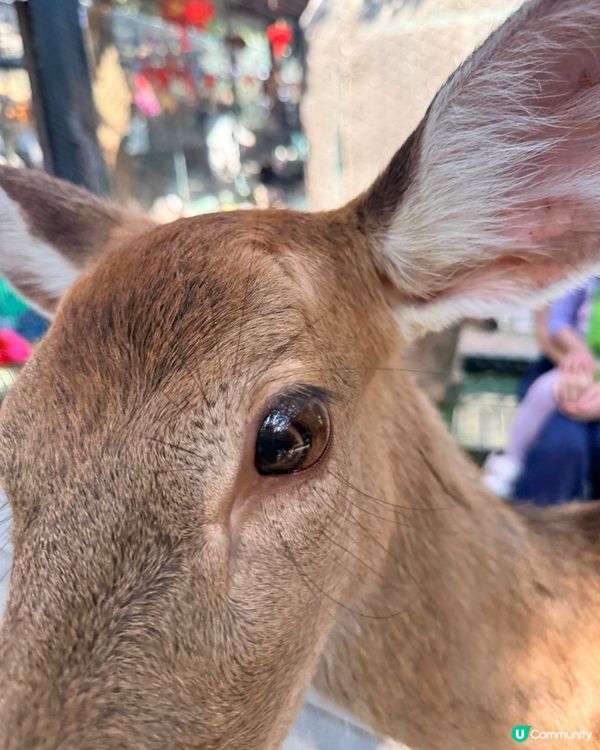 生日去深圳窩窩🐾小動物餵飼樂！🐹🥕