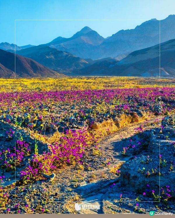美國荒漠罕現「超級花海」大爆發｜極壯觀！沉睡多年的種子集體甦醒