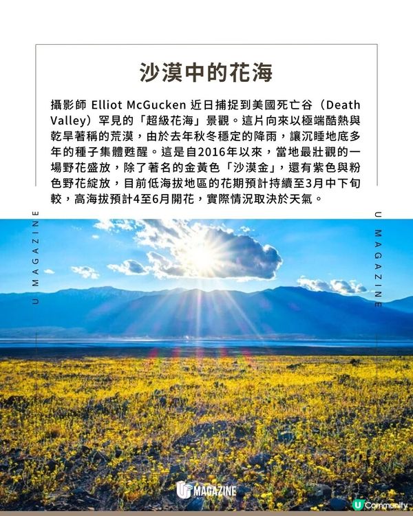 美國荒漠罕現「超級花海」大爆發｜極壯觀！沉睡多年的種子集體甦醒