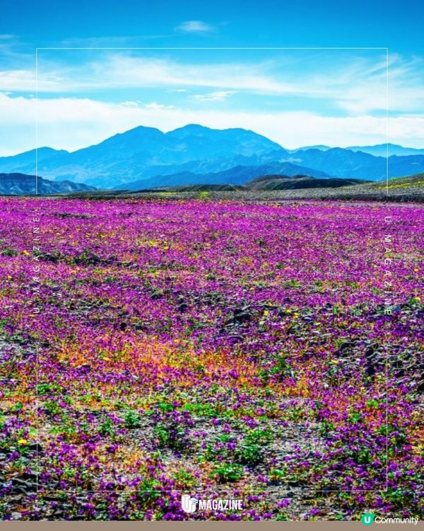 美國荒漠罕現「超級花海」大爆發｜極壯觀！沉睡多年的種子集體甦醒