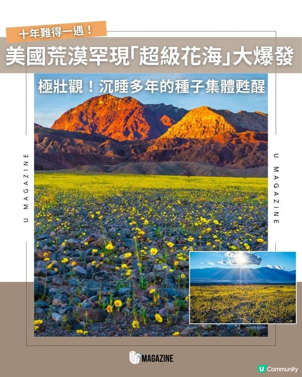 美國荒漠罕現「超級花海」大爆發｜極壯觀！沉睡多年的種子集體甦醒