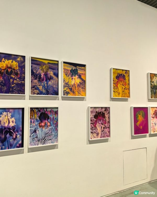 上海雙年展：花聽到蜂了嗎？🌸🐝