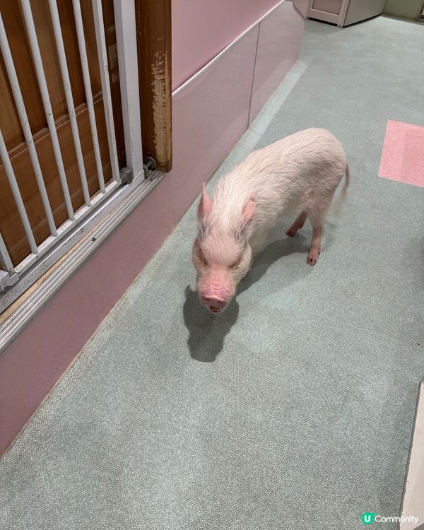 🐷竟然可以近距離接觸豬豬😱