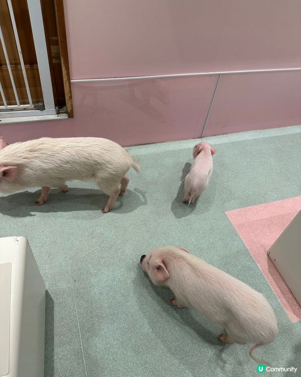 🐷竟然可以近距離接觸豬豬😱