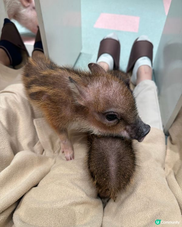 🐷竟然可以近距離接觸豬豬😱