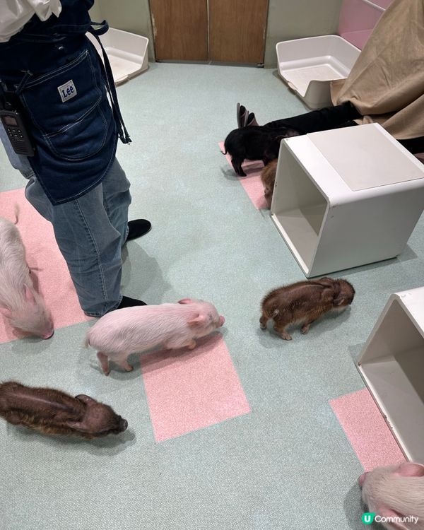 🐷竟然可以近距離接觸豬豬😱