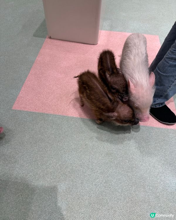 🐷竟然可以近距離接觸豬豬😱