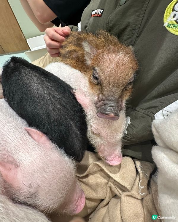 🐷竟然可以近距離接觸豬豬😱