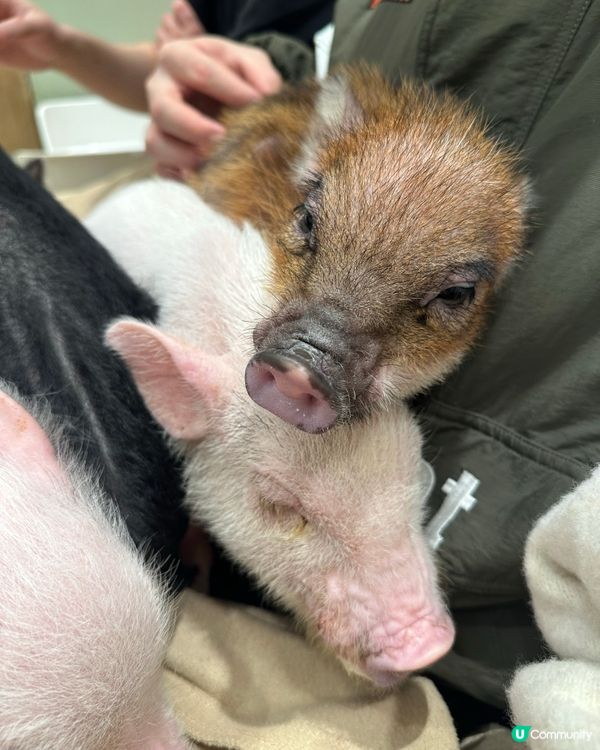 🐷竟然可以近距離接觸豬豬😱