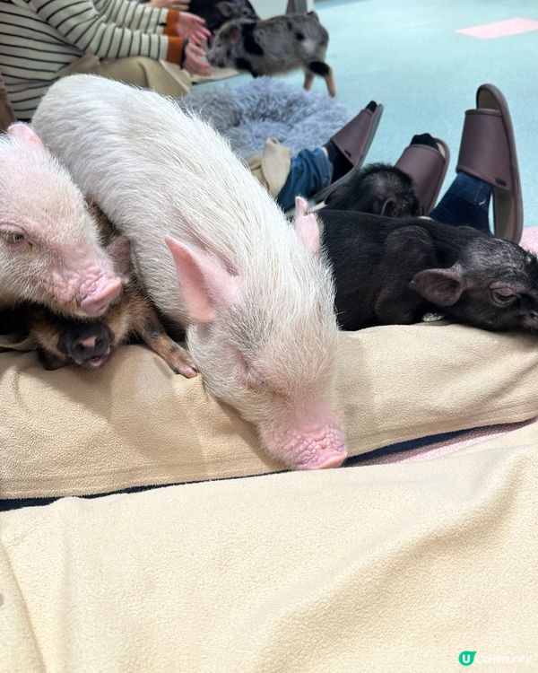 🐷竟然可以近距離接觸豬豬😱