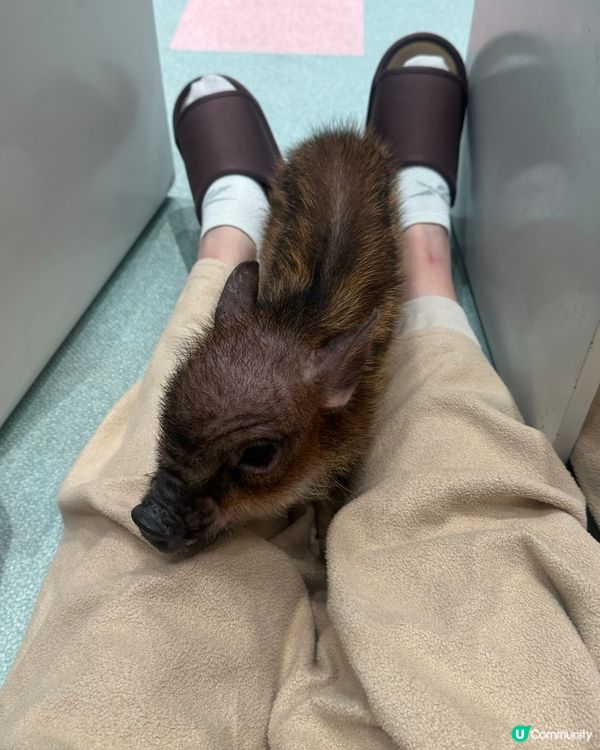 🐷竟然可以近距離接觸豬豬😱