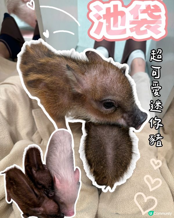 🐷竟然可以近距離接觸豬豬😱