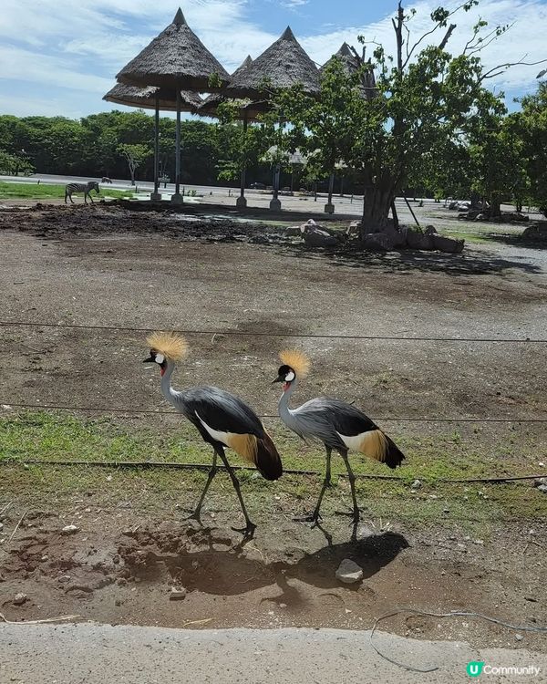 深圳動物園！睇動物好開心！🐼🐯🐵