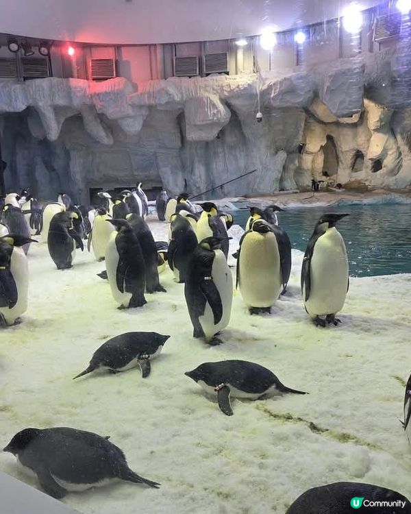 深圳動物園！睇動物好開心！🐼🐯🐵