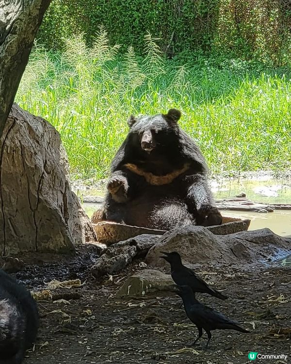 深圳動物園！睇動物好開心！🐼🐯🐵