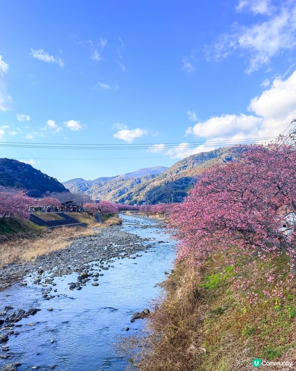 2月的河津櫻！櫻花祭 + 沿河散步